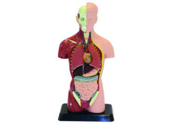 Human Anatomy Model - Earth Toys - 1