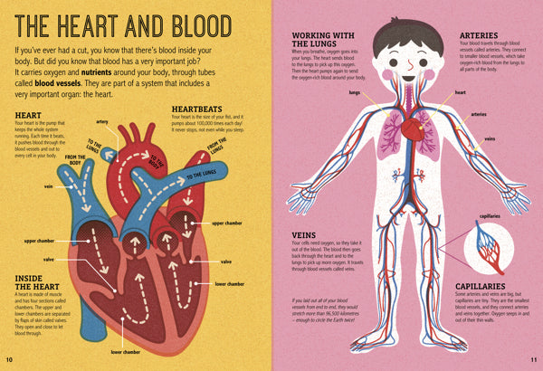 heart blood inside my amazing body magnifying glass non-fiction childrens book